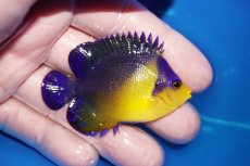 画像2: 【海水魚・ヤッコ】【通販】状態良好♪スミレヤッコ（Mサイズ）(個体販売）（±6cm）No.14（生体）(海水魚) (2)