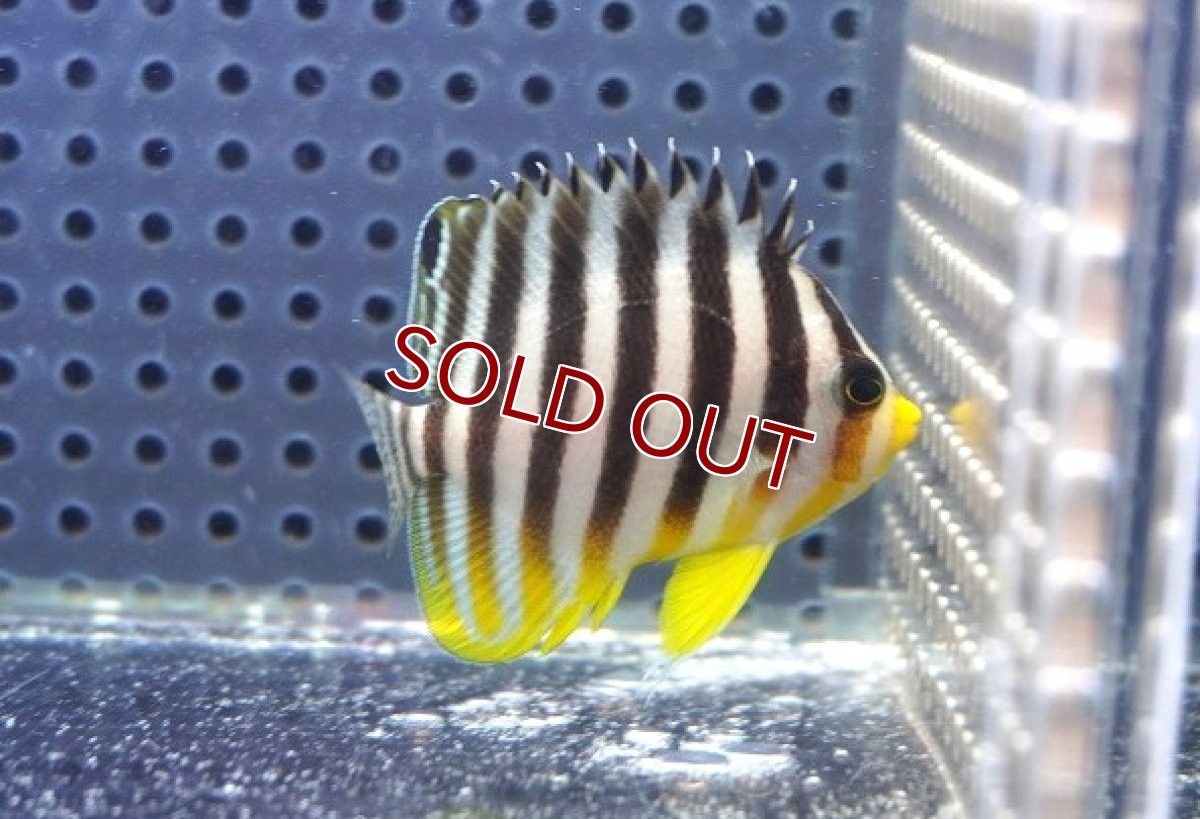 画像1: 【海水魚・ヤッコ】【通販】状態良好♪シマヤッコ（SMサイズ）(個体販売）（±5cm）No.1（生体）(海水魚) (1)