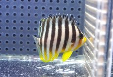 画像1: 【海水魚・ヤッコ】【通販】状態良好♪シマヤッコ（SMサイズ）(個体販売）（±5cm）No.1（生体）(海水魚) (1)