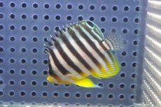 画像2: 【海水魚・ヤッコ】【通販】状態良好♪シマヤッコ（SMサイズ）(個体販売）（±5cm）No.1（生体）(海水魚) (2)