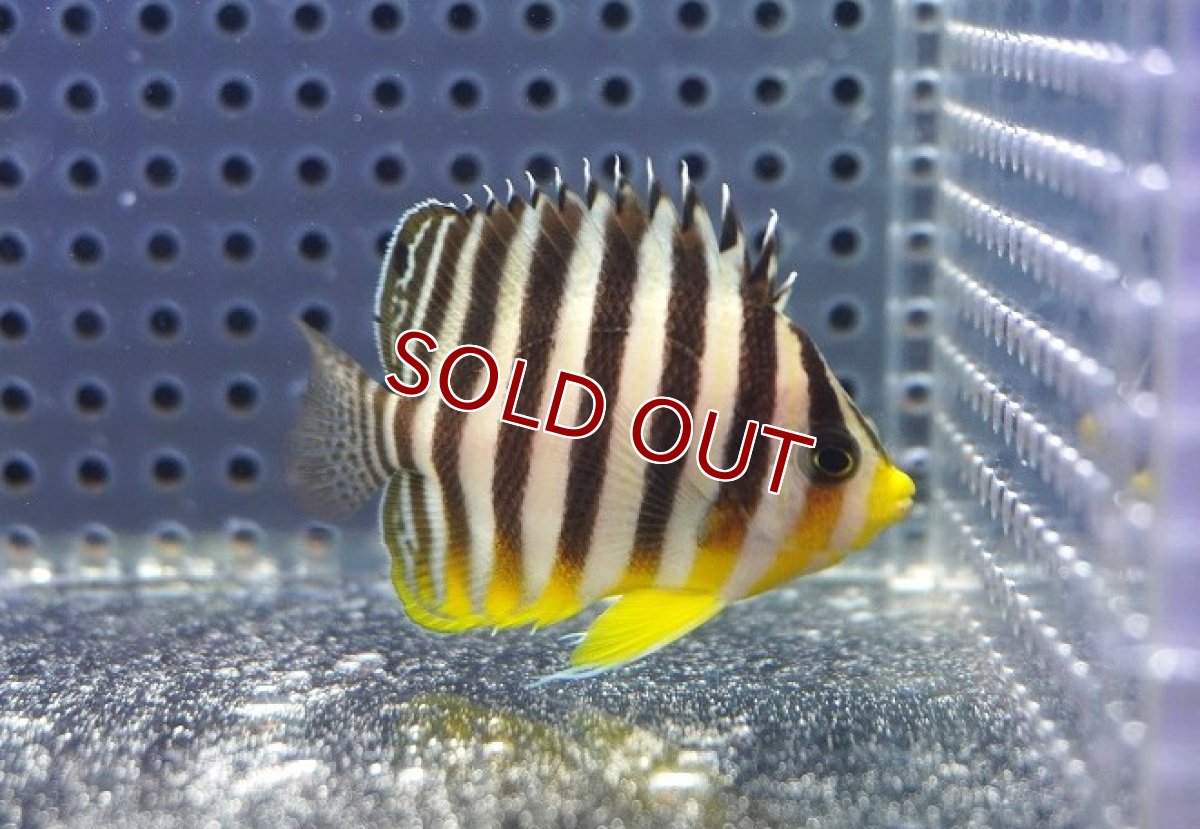 画像1: 【海水魚・ヤッコ】【通販】状態良好♪シマヤッコ（SMサイズ）(個体販売）（±5.5cm）No.2（生体）(海水魚) (1)