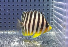 画像1: 【海水魚・ヤッコ】【通販】状態良好♪シマヤッコ（SMサイズ）(個体販売）（±5.5cm）No.2（生体）(海水魚) (1)