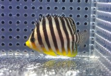 画像2: 【海水魚・ヤッコ】【通販】状態良好♪シマヤッコ（SMサイズ）(個体販売）（±5.5cm）No.2（生体）(海水魚) (2)