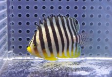 画像1: 【海水魚・ヤッコ】【通販】状態良好♪シマヤッコ（SMサイズ）(個体販売）（±5.5cm）No.3（生体）(海水魚) (1)