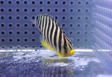 画像2: 【海水魚・ヤッコ】【通販】状態良好♪シマヤッコ（SMサイズ）(個体販売）（±5.5cm）No.3（生体）(海水魚) (2)
