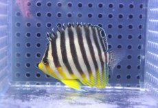 画像1: 【海水魚・ヤッコ】【通販】状態良好♪シマヤッコ（SMサイズ）(個体販売）（±5.5cm）No.4（生体）(海水魚) (1)