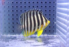 画像2: 【海水魚・ヤッコ】【通販】状態良好♪シマヤッコ（SMサイズ）(個体販売）（±5.5cm）No.4（生体）(海水魚) (2)