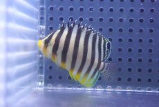 画像1: 【海水魚・ヤッコ】【通販】状態良好ですが胸鰭ナシ♪シマヤッコ（SMサイズ）(個体販売）（±5.5cm）No.5（生体）(海水魚) (1)