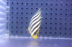 画像2: 【海水魚・ヤッコ】【通販】状態良好ですが胸鰭ナシ♪シマヤッコ（SMサイズ）(個体販売）（±5.5cm）No.5（生体）(海水魚) (2)