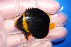 画像1: 【海水魚・ヤッコ】【通販】状態良好♪キンチャクダイ（Sサイズ）(個体販売）（±4.5cm）No.1（生体）(海水魚) (1)