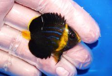 画像2: 【海水魚・ヤッコ】【通販】状態良好♪キンチャクダイ（Sサイズ）(個体販売）（±4.5cm）No.1（生体）(海水魚) (2)