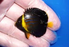 画像1: 【海水魚・ヤッコ】【通販】状態良好♪キンチャクダイ（Sサイズ）(個体販売）（±4.5cm）No.2（生体）(海水魚) (1)