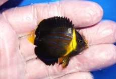 画像2: 【海水魚・ヤッコ】【通販】状態良好♪キンチャクダイ（Sサイズ）(個体販売）（±4.5cm）No.2（生体）(海水魚) (2)