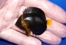 画像1: 【海水魚・ヤッコ】【通販】状態良好♪キンチャクダイ（Sサイズ）(個体販売）（±4.5cm）No.3（生体）(海水魚) (1)