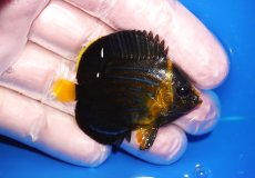 画像2: 【海水魚・ヤッコ】【通販】状態良好♪キンチャクダイ（Sサイズ）(個体販売）（±4.5cm）No.3（生体）(海水魚) (2)