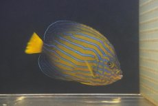 画像1: 【海水魚・ヤッコ】【通販】乾燥エビ良く食べてます♪キンチャクダイ（Mサイズ）(個体販売）（±14cm）No.4（生体）(海水魚) (1)