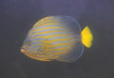 画像2: 【海水魚・ヤッコ】【通販】乾燥エビ良く食べてます♪キンチャクダイ（Mサイズ）(個体販売）（±14cm）No.4（生体）(海水魚) (2)