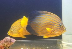 画像1: 【海水魚・ヤッコ】【通販】超仲良し♪仲睦まじいペアです！WILDキンチャクダイ（ペア）(個体販売）（±17-18cm）（生体）(海水魚) (1)