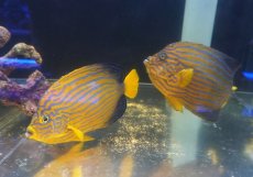画像2: 【海水魚・ヤッコ】【通販】超仲良し♪仲睦まじいペアです！WILDキンチャクダイ（ペア）(個体販売）（±17-18cm）（生体）(海水魚) (2)