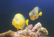画像3: 【海水魚・ヤッコ】【通販】超仲良し♪仲睦まじいペアです！WILDキンチャクダイ（ペア）(個体販売）（±17-18cm）（生体）(海水魚) (3)