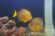 画像4: 【海水魚・ヤッコ】【通販】超仲良し♪仲睦まじいペアです！WILDキンチャクダイ（ペア）(個体販売）（±17-18cm）（生体）(海水魚) (4)