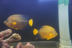 画像5: 【海水魚・ヤッコ】【通販】超仲良し♪仲睦まじいペアです！WILDキンチャクダイ（ペア）(個体販売）（±17-18cm）（生体）(海水魚) (5)