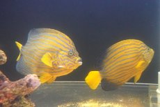 画像6: 【海水魚・ヤッコ】【通販】超仲良し♪仲睦まじいペアです！WILDキンチャクダイ（ペア）(個体販売）（±17-18cm）（生体）(海水魚) (6)