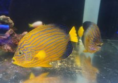 画像7: 【海水魚・ヤッコ】【通販】超仲良し♪仲睦まじいペアです！WILDキンチャクダイ（ペア）(個体販売）（±17-18cm）（生体）(海水魚) (7)