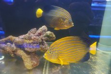 画像8: 【海水魚・ヤッコ】【通販】超仲良し♪仲睦まじいペアです！WILDキンチャクダイ（ペア）(個体販売）（±17-18cm）（生体）(海水魚) (8)