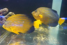 画像9: 【海水魚・ヤッコ】【通販】超仲良し♪仲睦まじいペアです！WILDキンチャクダイ（ペア）(個体販売）（±17-18cm）（生体）(海水魚) (9)