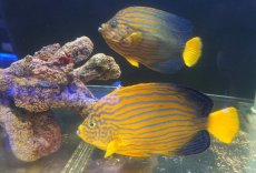 画像10: 【海水魚・ヤッコ】【通販】超仲良し♪仲睦まじいペアです！WILDキンチャクダイ（ペア）(個体販売）（±17-18cm）（生体）(海水魚) (10)