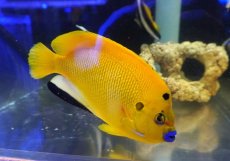 画像1: 【海水魚・ヤッコ】【通販】【沖縄産ハンドコート物】シテンヤッコ（XXLサイズ）(個体販売）（±19-20cm）（生体）(海水魚) (1)