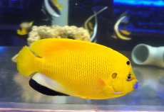 画像2: 【海水魚・ヤッコ】【通販】【沖縄産ハンドコート物】シテンヤッコ（XXLサイズ）(個体販売）（±19-20cm）（生体）(海水魚) (2)