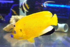 画像3: 【海水魚・ヤッコ】【通販】【沖縄産ハンドコート物】シテンヤッコ（XXLサイズ）(個体販売）（±19-20cm）（生体）(海水魚) (3)