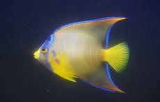 画像1: 【海水魚・ヤッコ】【通販】人工飼料爆食いです♪カリブクイーンエンゼル（Mサイズ）(個体販売）（±9-10cm）（生体）(海水魚) (1)