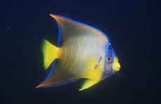 画像2: 【海水魚・ヤッコ】【通販】人工飼料爆食いです♪カリブクイーンエンゼル（Mサイズ）(個体販売）（±9-10cm）（生体）(海水魚) (2)
