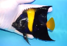 画像1: 【海水魚・ヤッコ】【通販】人工飼料OK♪アズファー（Mサイズ）(個体販売）（±12cm）No.1（生体）(海水魚) (1)