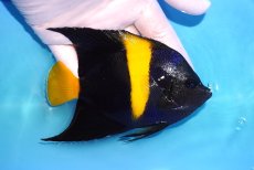 画像2: 【海水魚・ヤッコ】【通販】人工飼料OK♪アズファー（Mサイズ）(個体販売）（±12cm）No.1（生体）(海水魚) (2)