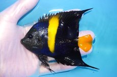 画像1: 【海水魚・ヤッコ】【通販】人工飼料OK♪アズファー（Mサイズ）(個体販売）（±11cm）No.2（生体）(海水魚) (1)