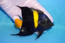画像2: 【海水魚・ヤッコ】【通販】人工飼料OK♪アズファー（Mサイズ）(個体販売）（±11cm）No.2（生体）(海水魚) (2)