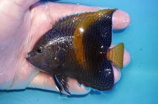 画像1: 【海水魚・ヤッコ】【通販】人工飼料OK♪マクロス（Mサイズ）(個体販売）（±9cm）（生体）(海水魚) (1)