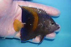 画像2: 【海水魚・ヤッコ】【通販】人工飼料OK♪マクロス（Mサイズ）(個体販売）（±9cm）（生体）(海水魚) (2)