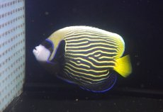 画像1: 【海水魚・ヤッコ】【通販】人工飼料OK♪タテジマキンチャクダイ（Mサイズ）(個体販売）（±14cm）（生体）(海水魚) (1)