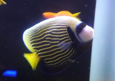 画像2: 【海水魚・ヤッコ】【通販】人工飼料OK♪タテジマキンチャクダイ（Mサイズ）(個体販売）（±14cm）（生体）(海水魚) (2)