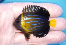 画像1: 【海水魚・ヤッコ】【通販】人工飼料OK♪キンチャクダイ（SMサイズ）(個体販売）（±5.5cm）No.1（生体）(海水魚) (1)