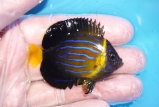 画像2: 【海水魚・ヤッコ】【通販】人工飼料OK♪キンチャクダイ（SMサイズ）(個体販売）（±5.5cm）No.1（生体）(海水魚) (2)