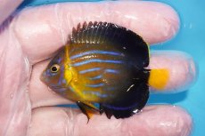 画像1: 【海水魚・ヤッコ】【通販】人工飼料OK♪キンチャクダイ（SMサイズ）(個体販売）（±5cm）No.2（生体）(海水魚) (1)