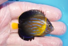 画像2: 【海水魚・ヤッコ】【通販】人工飼料OK♪キンチャクダイ（SMサイズ）(個体販売）（±5cm）No.2（生体）(海水魚) (2)