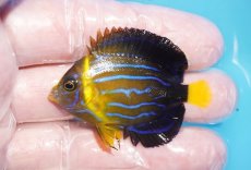 画像1: 【海水魚・ヤッコ】【通販】人工飼料OK♪キンチャクダイ（SMサイズ）(個体販売）（±5cm）No.3（生体）(海水魚) (1)
