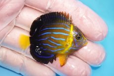 画像2: 【海水魚・ヤッコ】【通販】人工飼料OK♪キンチャクダイ（SMサイズ）(個体販売）（±5cm）No.3（生体）(海水魚) (2)